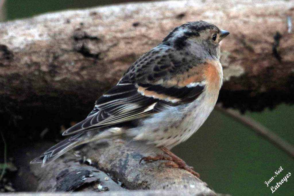 Pinson du nord - Fringilla montifringilla - Filain (Haute-Saône) - février 2022 - Photographie Jean-Noël Latroyes - www.filain-nature.fr