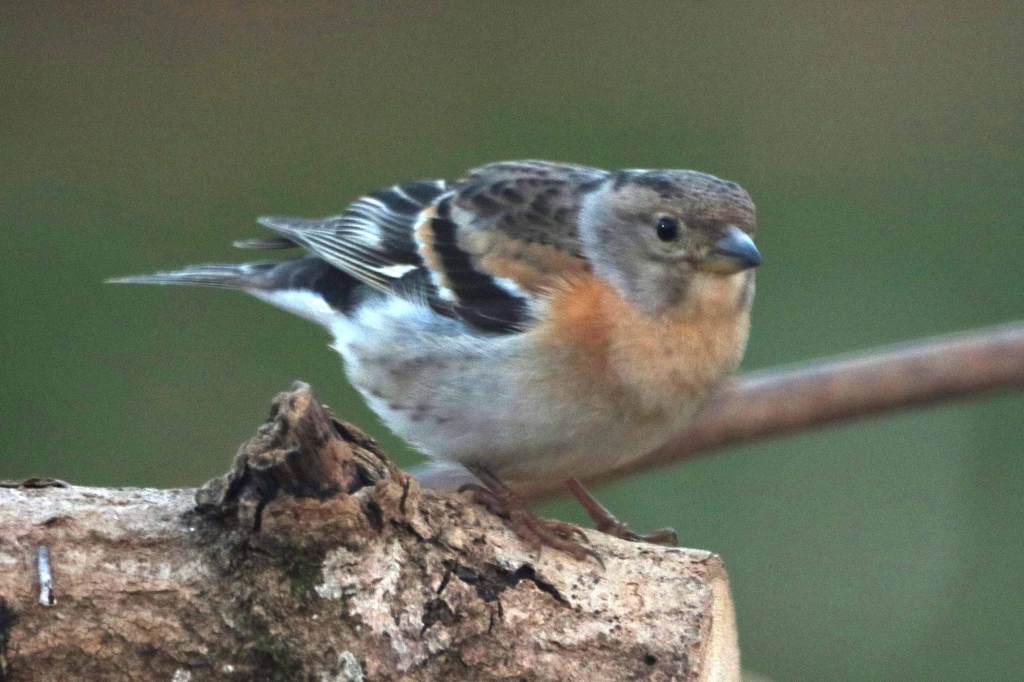 Pinson du nord - Fringilla montifringilla - Filain (Haute-Saône) - février 2022 - Photographie Jean-Noël Latroyes - www.filain-nature.fr