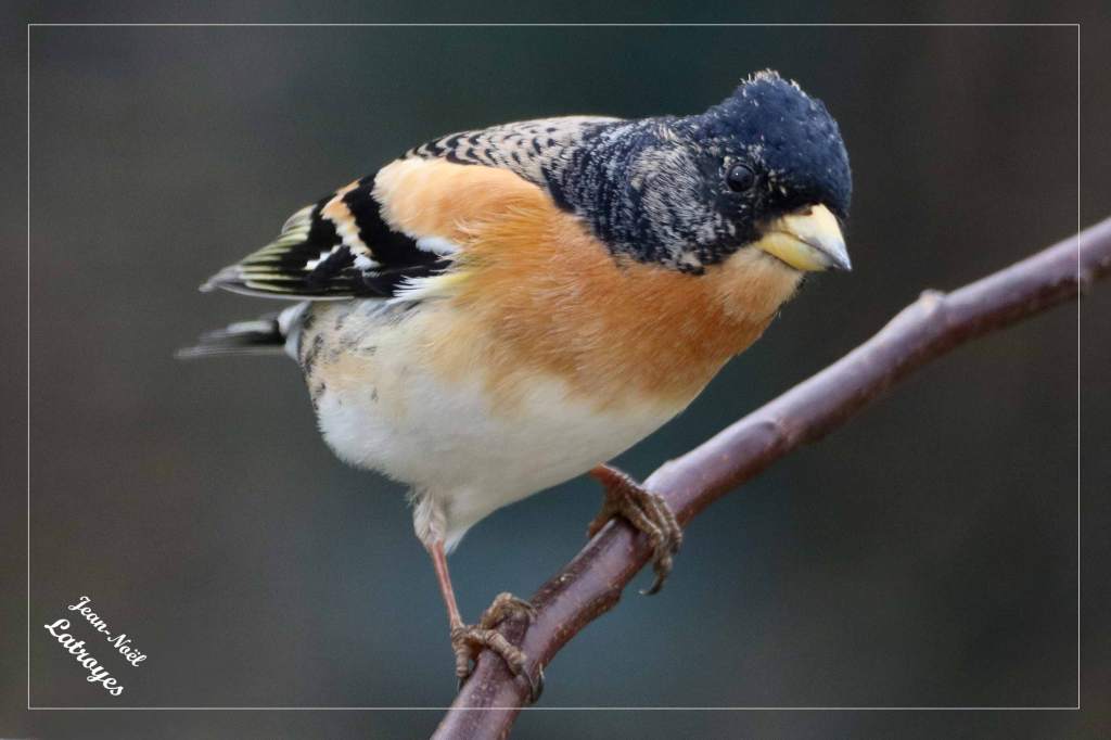 Pinson du nord - Fringilla montifringilla - Filain (Haute-Saône) - février 2022 - Photographie Jean-Noël Latroyes - www.filain-nature.fr