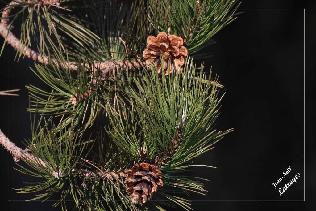Pin sylvestre Pinus sylvestris Linné - Forêt de Filain (Haute-Saône) Photographie Jean-Noël Latroyes  www.filain-nature.fr