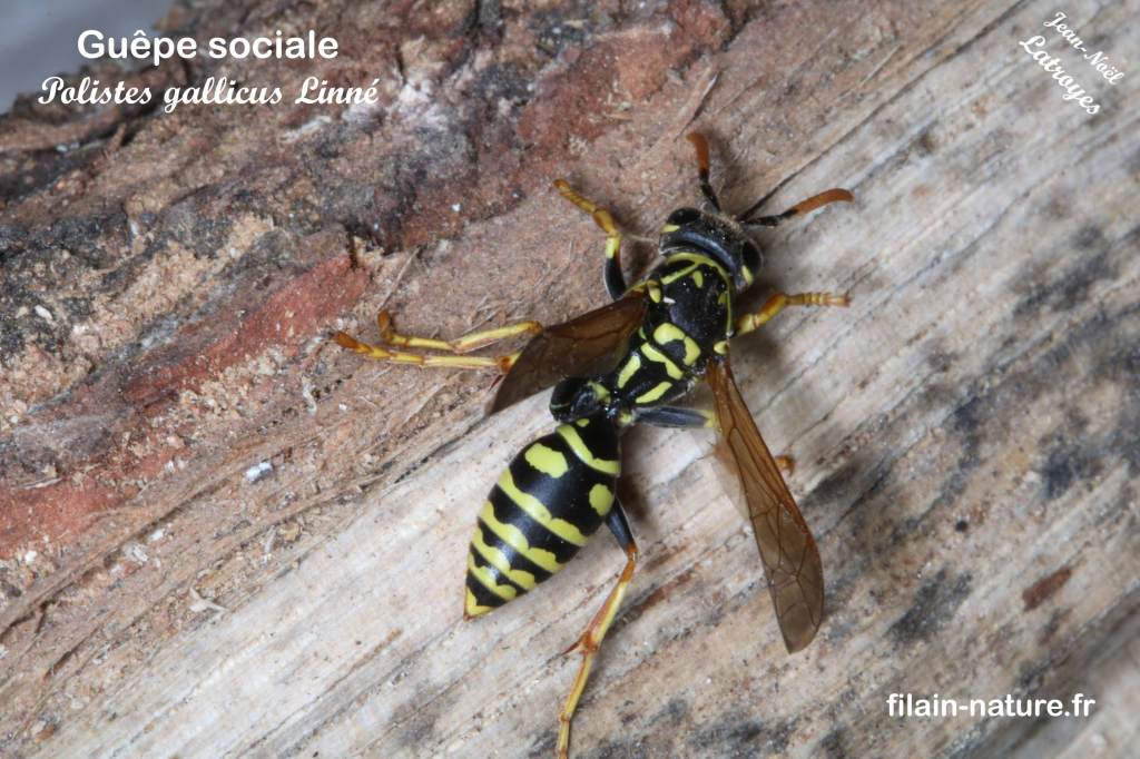 Polistes gallicus sur une bûche de bois -Filain (Haute-Saône) - Photographie Jean-Noël Latroyes - Juin 2015 - www.filain-nature.fr