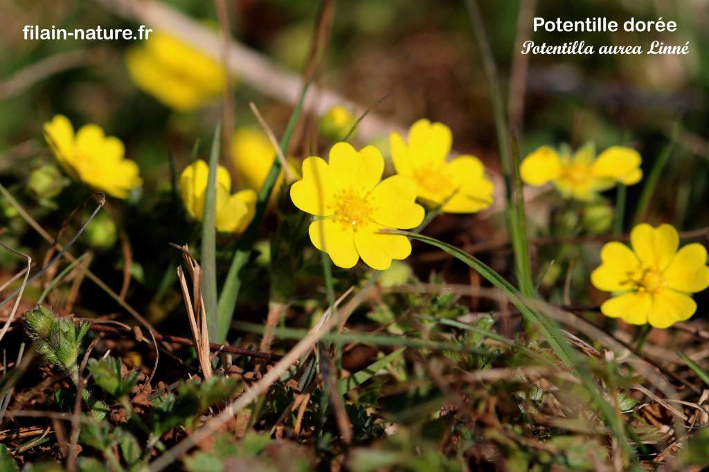 Potentille dorée Potentilla aurea Linné Les Monnins Haute-Saône photographie Jean-Noël Latroyes Filain Haute-Saône www.filain-nature.fr