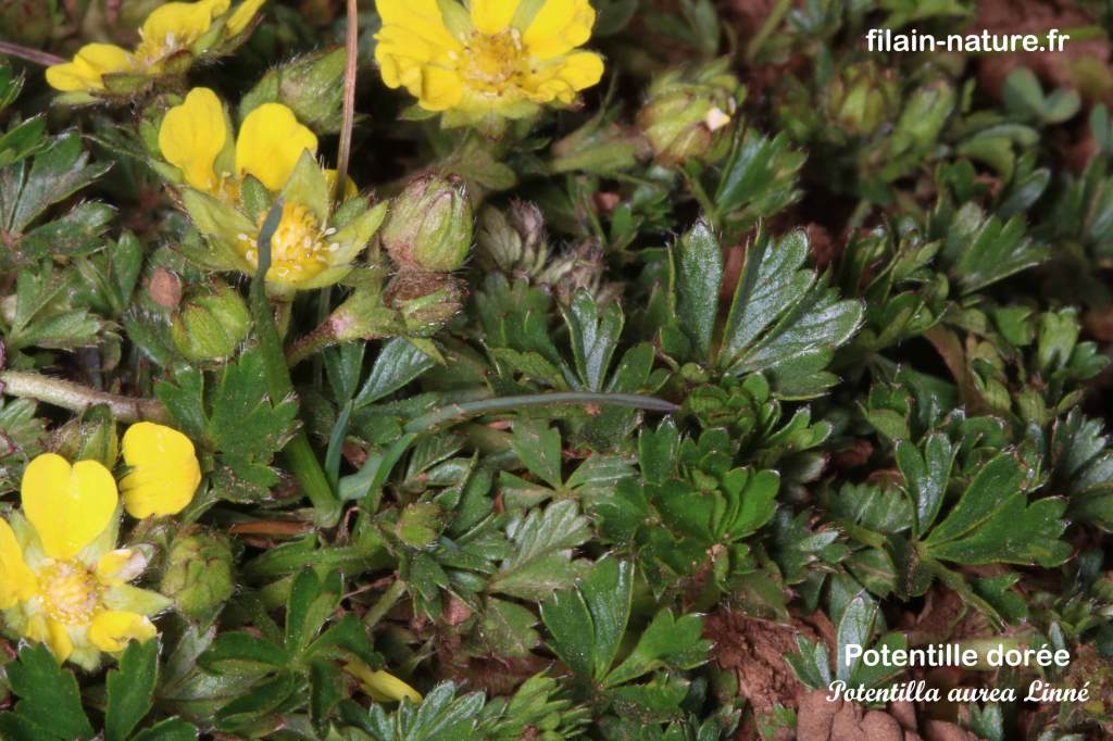 Potentille dorée Potentilla aurea Linné Les Monnins Haute-Saône photographie Jean-Noël Latroyes Filain Haute-Saône www.filain-nature.fr