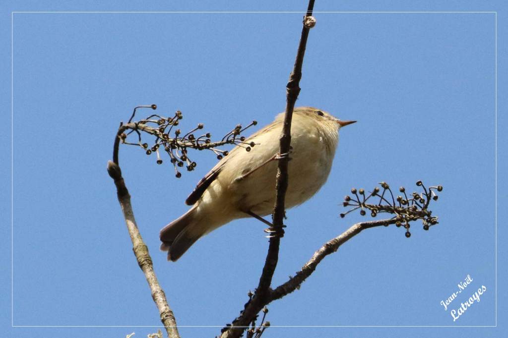 Pouillot véloce perché - Phylloscopus collybita - Filain (Haute-Saône) - mai 2022 - Photographie Jean-Noël Latroyes www.filain-nature.fr