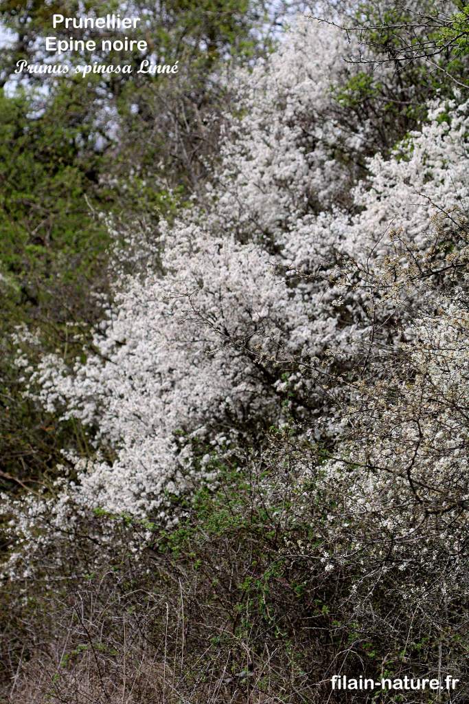 Prunellier (épine noire) en fleurs - Prunus spinosa Linné - Filain (Haute-Saône) - Photographie Jean-Noël Latroyes www.filain-nature.fr