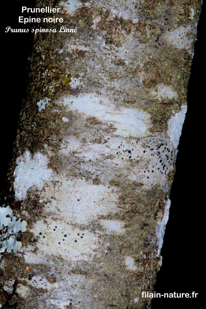 Prunellier (épine noire) - Prunus spinosa Linné - Filain (Haute-Saône) - Photographie Jean-Noël Latroyes www.filain-nature.fr