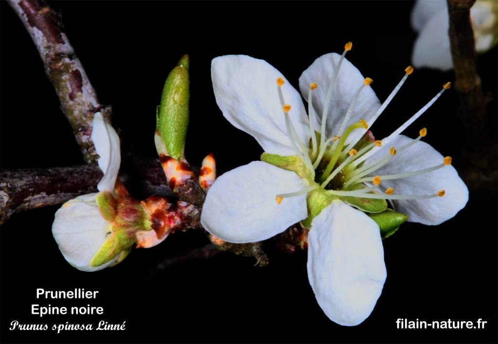 Fleur de Prunellier (épine noire) - Prunus spinosa Linné - Filain (Haute-Saône) - Photographie Jean-Noël Latroyes www.filain-nature.fr