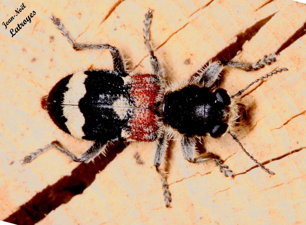 Pseudoclerops mutilarius Fabricius - Clairon sur bois (pile de bois)
Filain (Haute-Saône) mai 2020
Photographie Jean-Noël Latroyes www.Filain-nature.fr