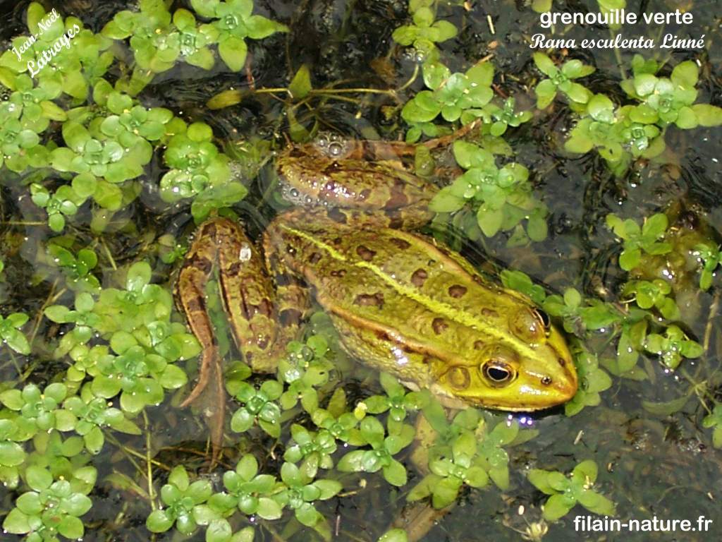 Grenouille verte Rana esculenta Vy-lès-Filain Haute-Saône Photographie Jean-Noël Latroyes www.filain-nature.fr