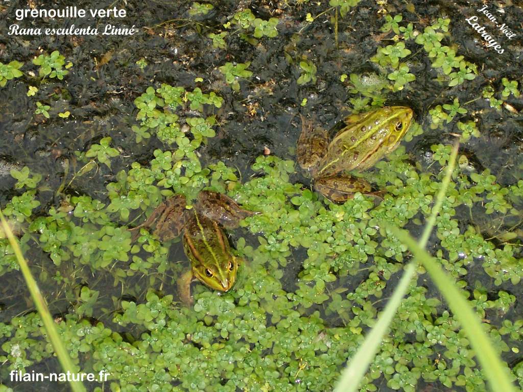  Grenouille verte Rana esculenta Vy-lès-Filain Haute-Saône Photographie Jean-Noël Latroyes www.filain-nature.fr