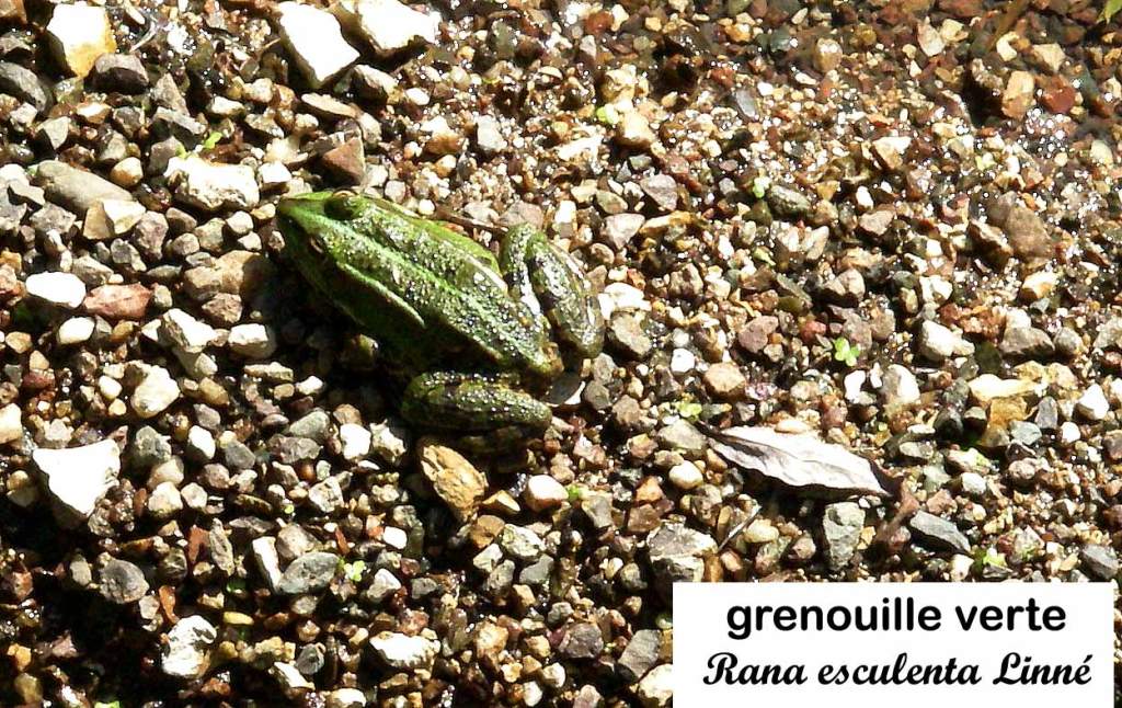 Grenouille verte Rana esculenta Vy-lès-Filain Haute-Saône Photographie Jean-Noël Latroyes www.filain-nature.fr