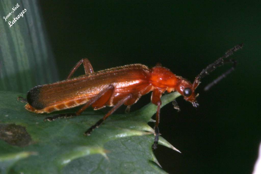 Rhagonycha fulva scopoli sur chardon. Filain (Haute-Saône). Juin 2015.
Photographie Jean-Noël Latroyes - www.filain-nature.fr