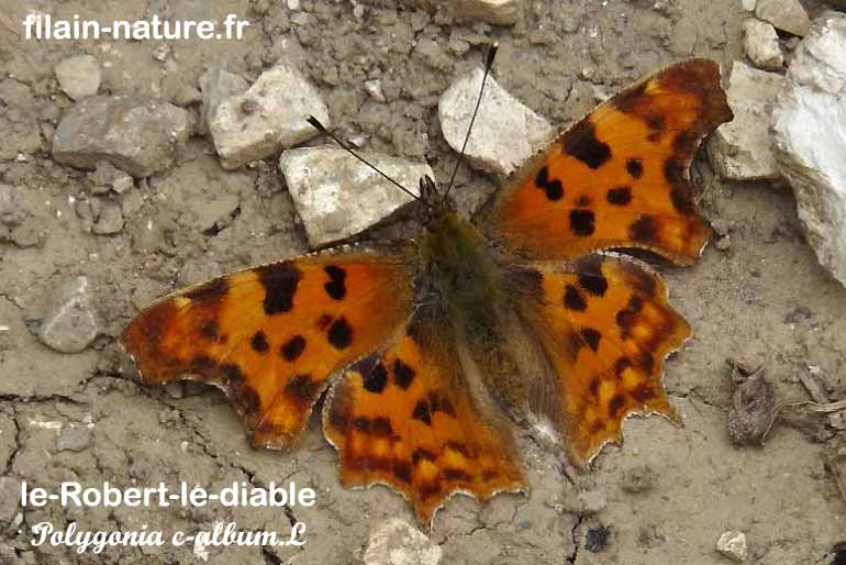 Robert-le-Diable - Polygonia c-album - Filain (Haute-Saône) - Avril 2022 - 
Photographie Jean-Noël Latroyes - www.filain-nature.fr