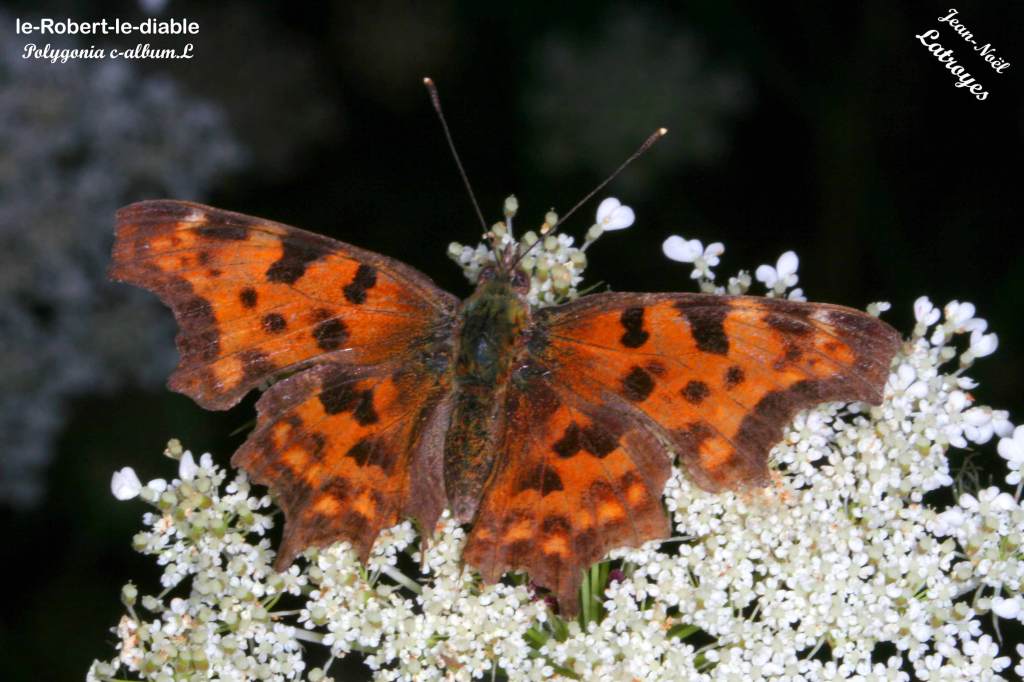 Robert-le-Diable - ailes dépliées sur ombellifère - Polygonia c-album - Filain (Haute-Saône) - Avril 2022 -
Photographie Jean-Noël Latroyes - www.filain-nature.fr