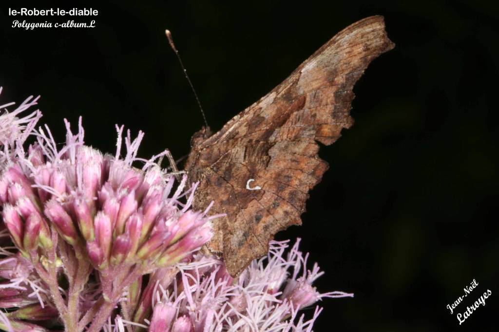 Robert-le-Diable - ailes dépliées sur Eupatorium - Polygonia c-album - Filain (Haute-Saône) - Juin 2022 -
Photographie Jean-Noël Latroyes - www.filain-nature.fr