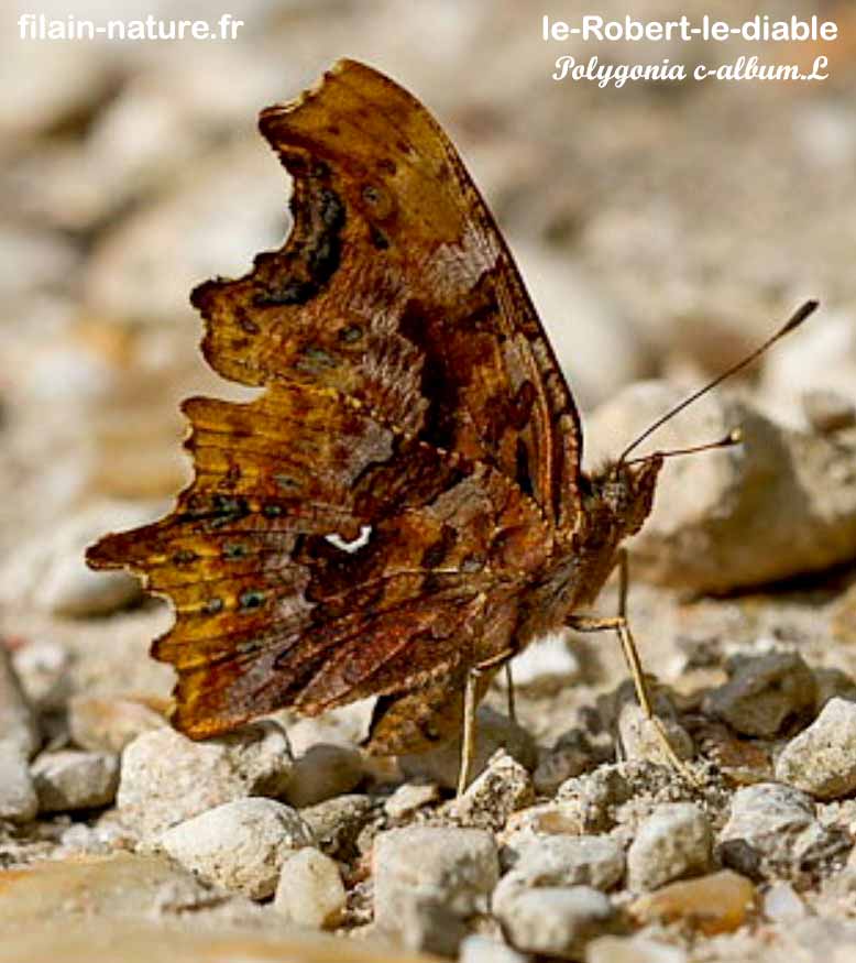 Robert-le-Diable - ailes repliées - Polygonia c-album - Filain (Haute-Saône) - Avril 2022 -
Photographie Jean-Noël Latroyes - www.filain-nature.fr