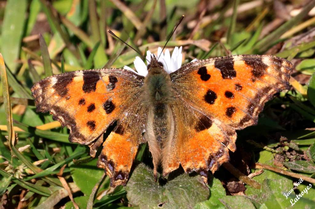 Robert-le-Diable - ailes dépliées  - Polygonia c-album - Filain (Haute-Saône) - Septembre 2021 -
Photographie Jean-Noël Latroyes - www.filain-nature.fr