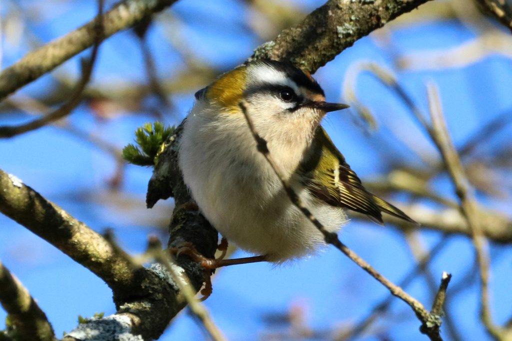 Roitelet à triple bandeau - Regulus ignicapillus - Filain (Haute-Saône) - 15 mars 2022 - Photographie Jean-Noël Latroyes - www.filain-nature.fr