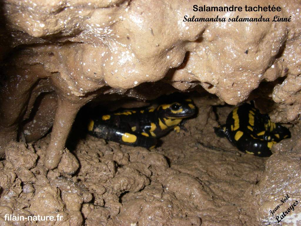 Salamandres tachetées - Grotte de Filain (Haute-Saône) - novembre 2005 - photographie Jean-Noël Latroyes