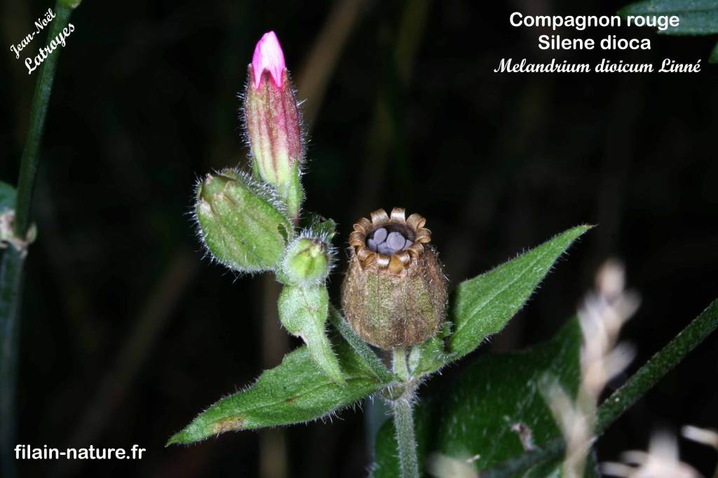 Détail calice avec les graines de Compagnon rouge Silene dioica Linné Melandrium dioicum Filain (Haute-Saône) Photographie Jean-Noël Latroyes www.filain-nature.fr