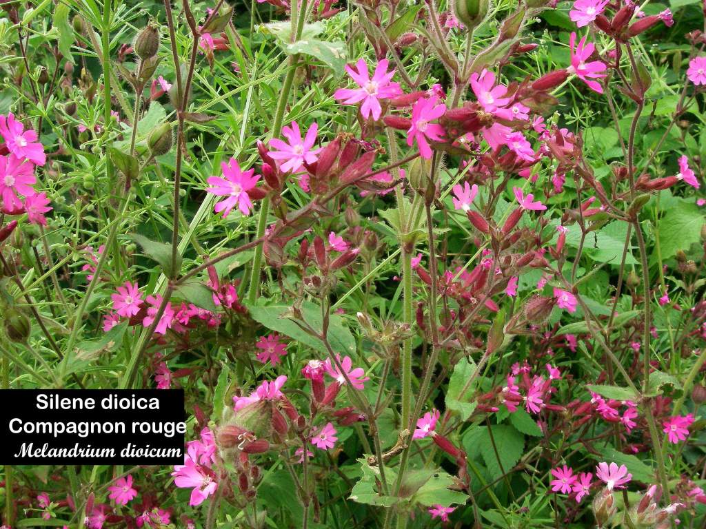 Compagnon rouge Silene dioica Linné Melandrium dioicum Filain (Haute-Saône) Photographie Jean-Noël Latroyes www.filain-nature.fr