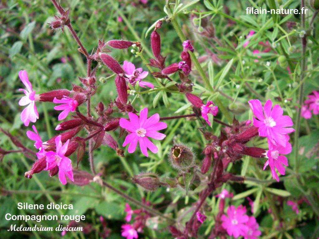 Compagnon rouge Silene dioica Linné Melandrium dioicum Filain (Haute-Saône) Photographie Jean-Noël Latroyes www.filain-nature.fr