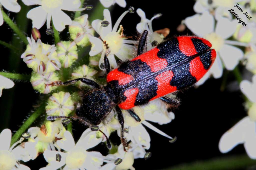 Trichodes alvaerius Fabricius. Famille des Cleridae. Photographie Jean-Noël Latroyes - Filain (Haute-Saône) sur ombellifère