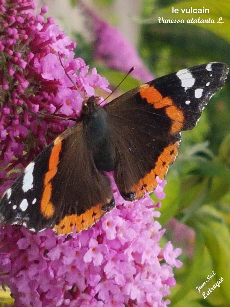Vanessa atalanta - Le Vulcain ailes dépliées sur Buddleia - 10 Juillet 2022 - Filain (Haute-Saône) - Photographie Jean-Noël Latroyes - www.filain-nature.fr