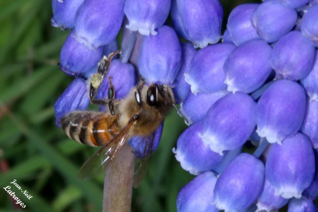 Andrena florea butinant les  fleurs de muscari (Filain) -en mai  2022 - Photographie Jean-Noël Latroyes - www.filain-nature.fr