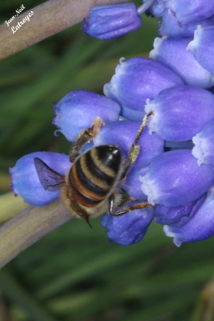 Andrena florea sur  fleurs de muscari (Filain) -en mai  2022 - Photographie Jean-Noël Latroyes - www.filain-nature.fr