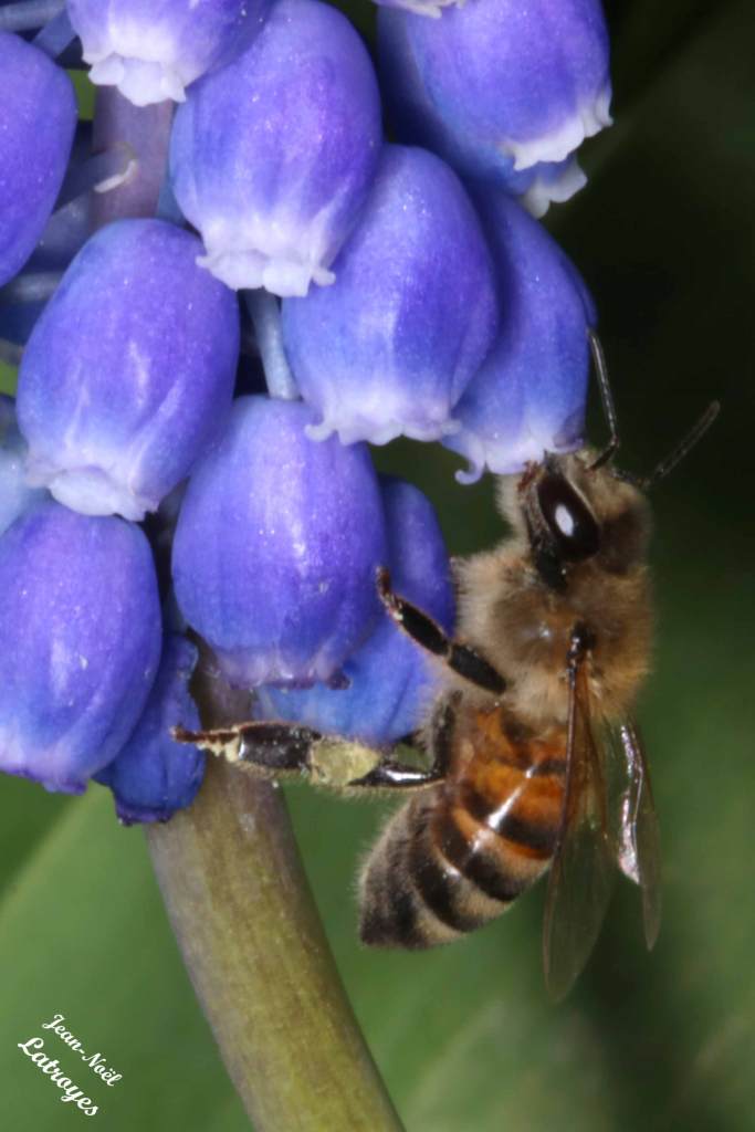 Andrena florea sur  fleurs de muscari (Filain) -le 22 mai  2022 - Photographie Jean-Noêl Latroyes - www.filain-nature.fr
