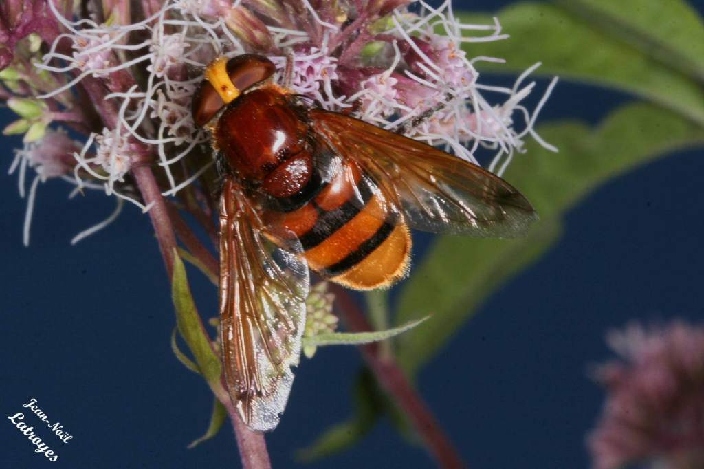 Volucella zonaria femelle - Filain (Haute-Saône) – sur Eupatorium cannabinum  -  mai 2021 – Photographie Jean-Noël Latroyes - www.filain-nature.fr