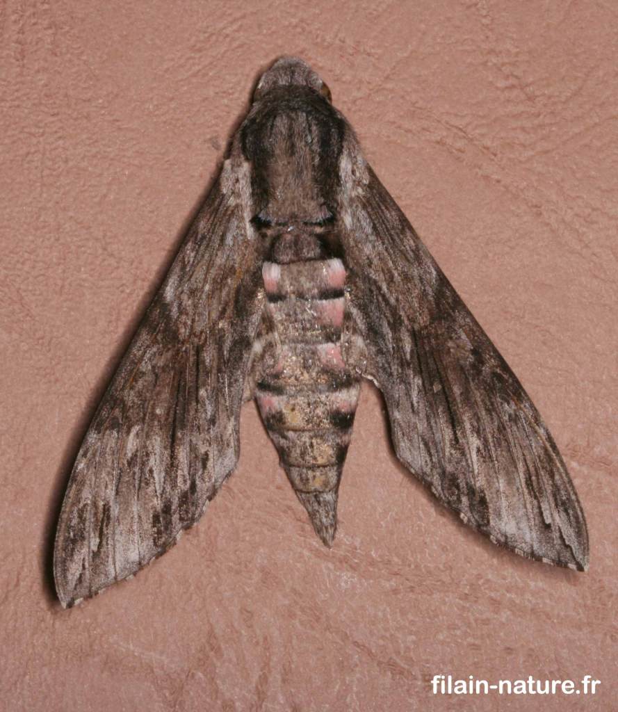 Sphinx du liseron - le Sphinx à cornes de bœuf - Agrius convolvuli -  - papillon hétérocère - Filain (Haute-Saône) - photographie Jean-Noël Latroyes - www.filain-nature.fr