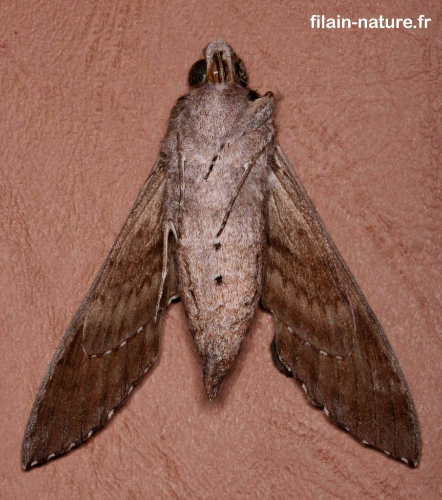 Sphinx du liseron - le Sphinx à cornes de bœuf - Agrius convolvuli -  - papillon hétérocère - Filain (Haute-Saône) - photographie Jean-Noël Latroyes - www.filain-nature.fr