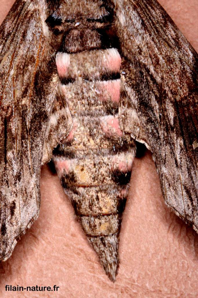 Détails Sphinx du liseron - le Sphinx à cornes de bœuf - Agrius convolvuli -  - papillon hétérocère - Filain (Haute-Saône) - photographie Jean-Noël Latroyes - www.filain-nature.fr