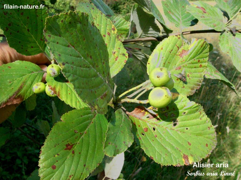 Feuille et fruits Alisier aria Sorbus aria Les Monnins Haute-Saône photographie Jean-Noël Latroyes www.filain-nature.fr