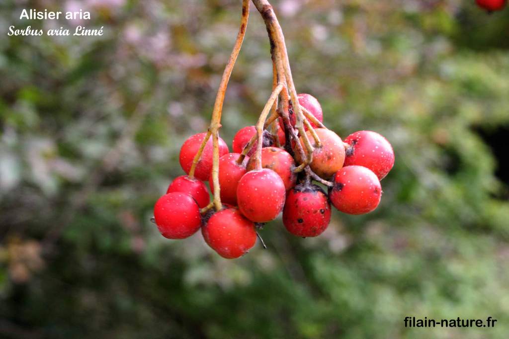 Fruit mûr Alisier aria Sorbus aria Les Monnins Haute-Saône photographie Jean-Noël Latroyes www.filain-nature.fr
