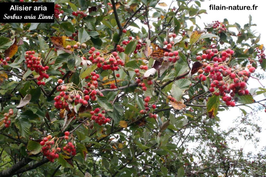 Fruits alisier mûrs Alisier aria Sorbus aria Les Monnins Haute-Saône photographie Jean-Noël Latroyes www.filain-nature.fr