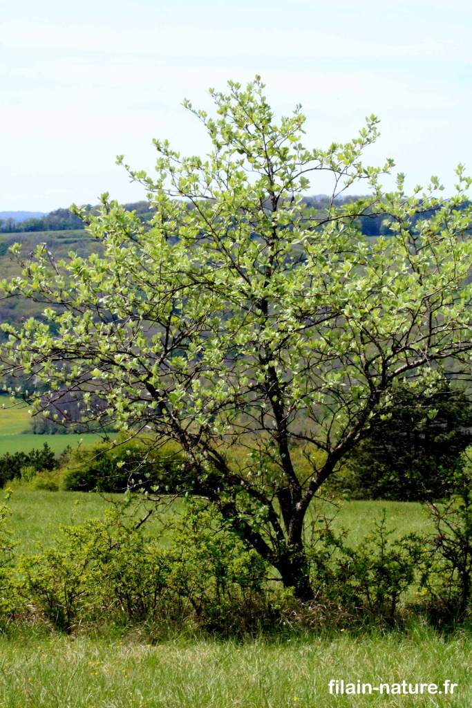 Alisier aria Sorbus aria Les Monnins au Printemps Avril 2022
On remarquera la couleur vert tendre du revers des feuilles Haute-Saône photographie Jean-Noël Latroyes www.filain-nature.fr