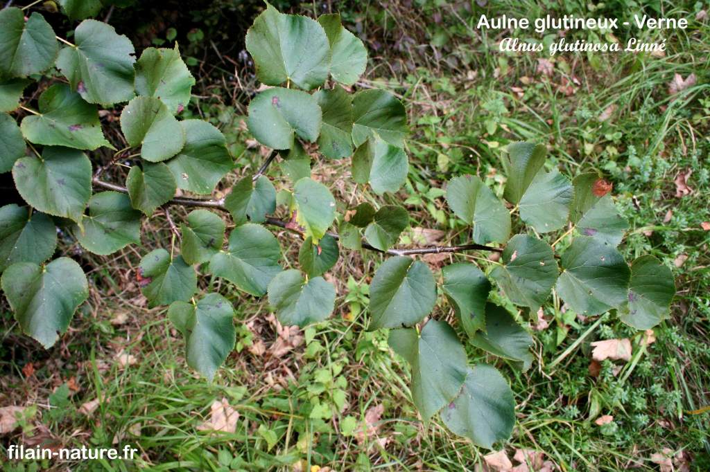 Feuillage d'Aulne glutineux (ou Verne) - Alnus glutinosa Linné- Vy-lès-Filain (Haute-Saône) Photographie Jean-Noël Latroyes www.filain-nature.fr