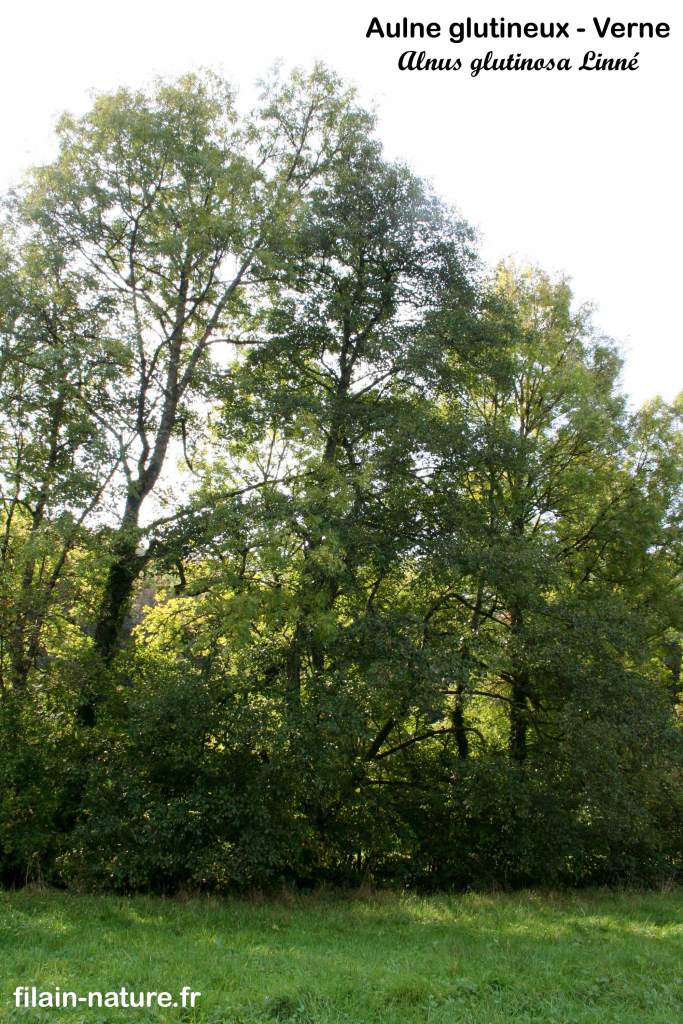 Arbre Aulne glutineux (ou Verne) - Alnus glutinosa Linné- Vy-lès-Filain (Haute-Saône) Photographie Jean-Noël Latroyes www.filain-nature.fr
