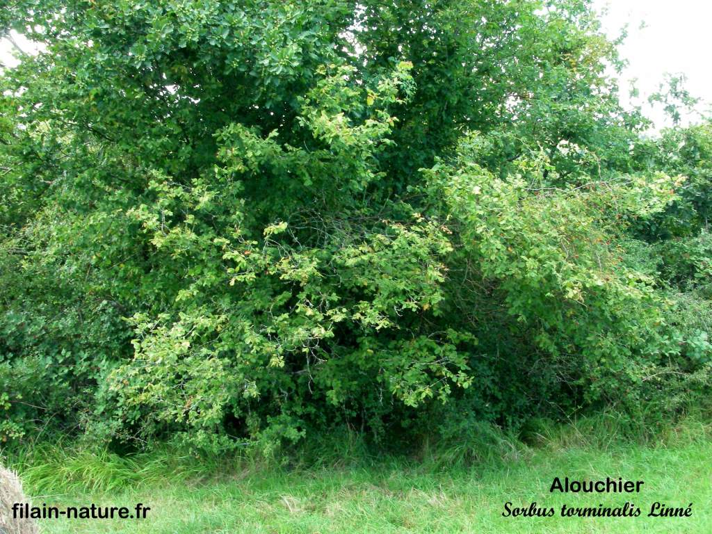 Arbre Alouchier torminalis - Sorbus torminalis (L) Filain ( Haute-Saône) Photographie Jean-Noël Latroyes www.filain-nature.fr