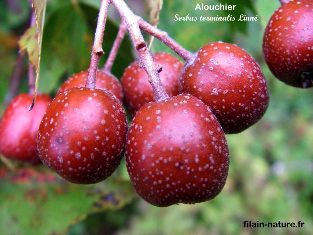 Alises mûres d'Alouchier torminalis - Sorbus torminalis (L) Filain ( Haute-Saône) Photographie Jean-Noël Latroyes www.filain-nature.fr