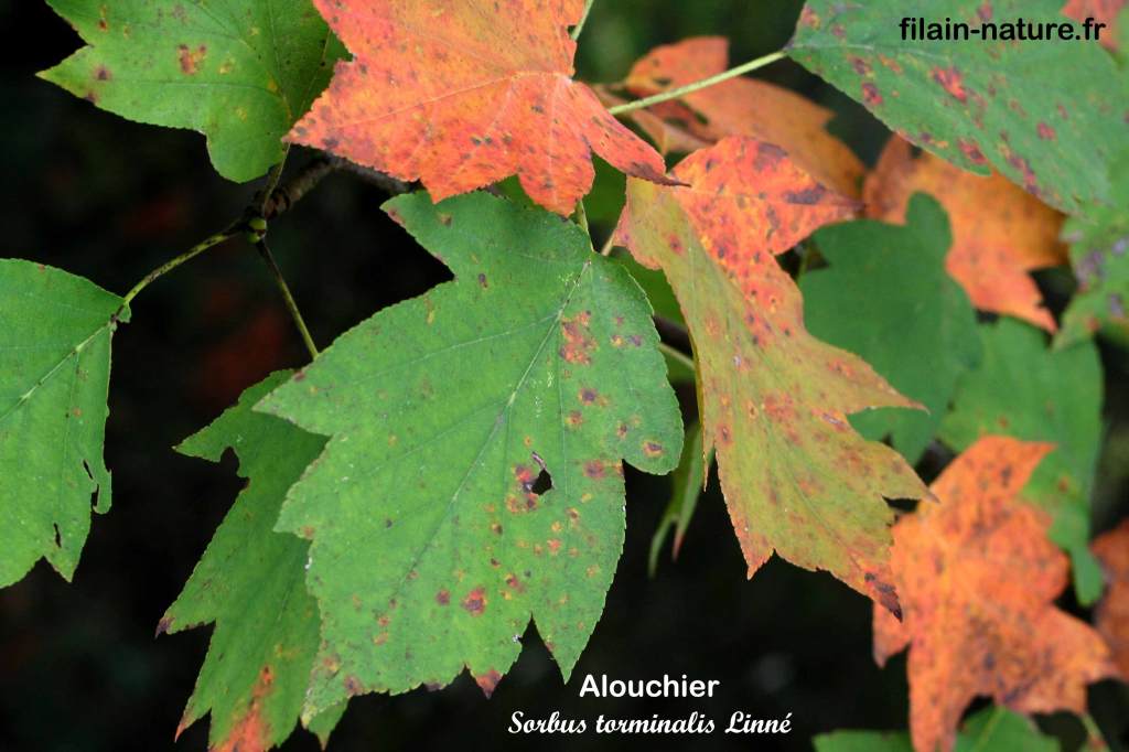 Feuilles d'Alouchier torminalis - Sorbus torminalis (L) Filain ( Haute-Saône) Photographie Jean-Noël Latroyes www.filain-nature.fr