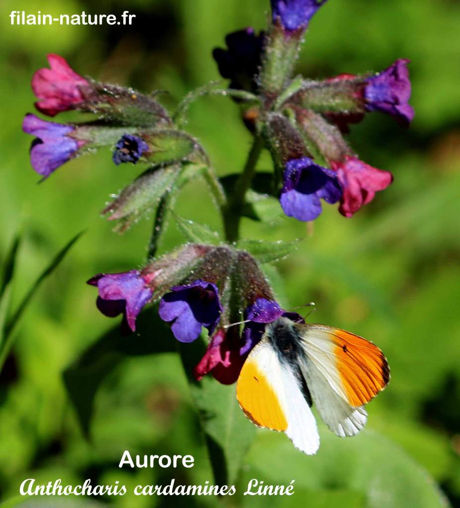 Anthocharis cardamines Linné - Aurore mâle - Première observation le 27 mars 2022. Photographie Jean-Noël Latroyes www.filain-nature.fr 