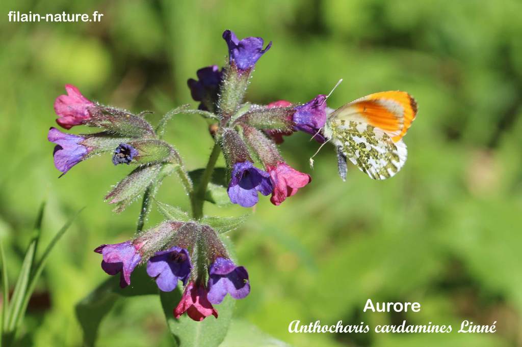 Anthocharis cardamines Linné mâle - Aurore mâle - Première observation le 27 mars 2022. Photographie Jean-Noël Latroyes www.filain-nature.fr 