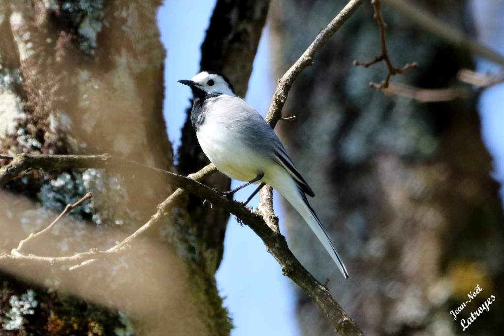 Bergeronnette grise posée - Motacilla alba - Photographie Jean-Noël Latroyes - Filain - Haute-Saône - www.filain-nature.fr