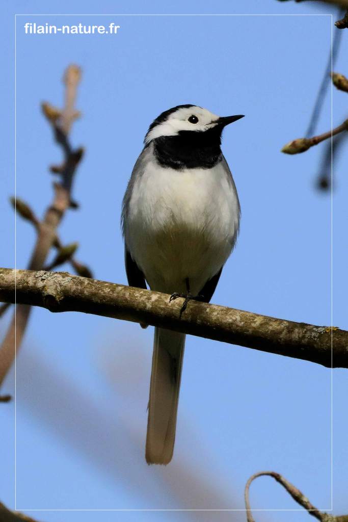 Bergeronnette grise posée - Motacilla alba - Photographie Jean-Noël Latroyes - Filain - Haute-Saône - www.filain-nature.fr