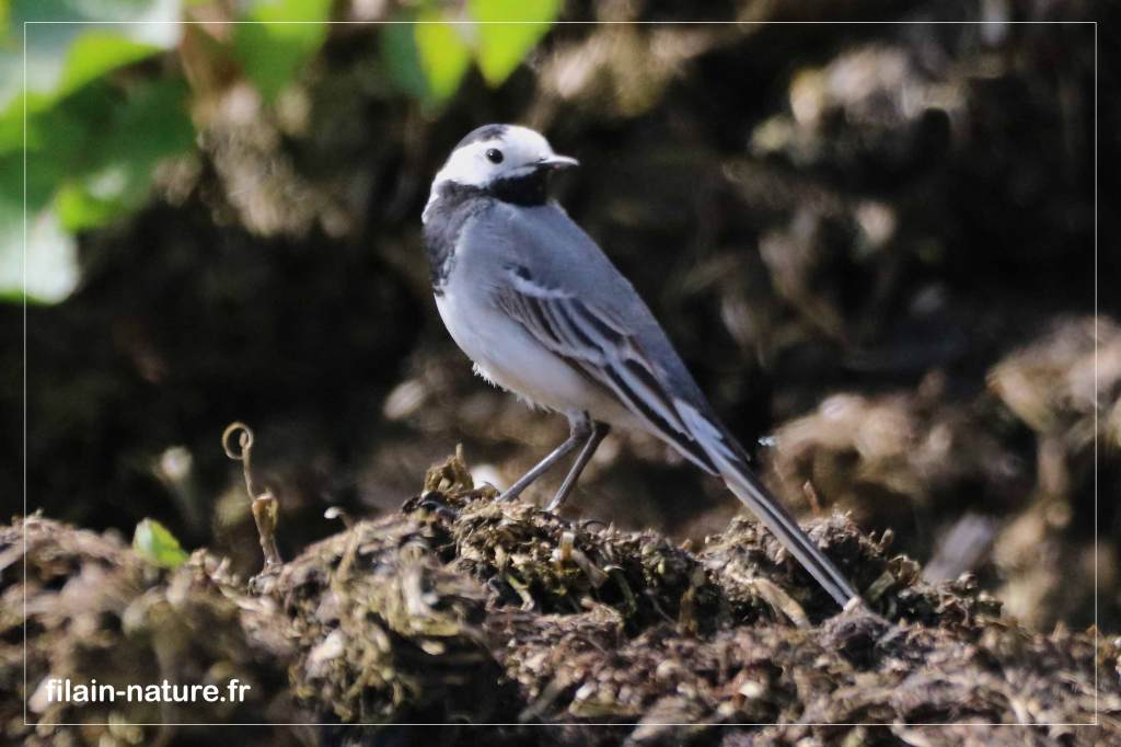 Bergeronnette grise posée - Motacilla alba - Photographie Jean-Noël Latroyes - Filain - Haute-Saône - www.filain-nature.fr