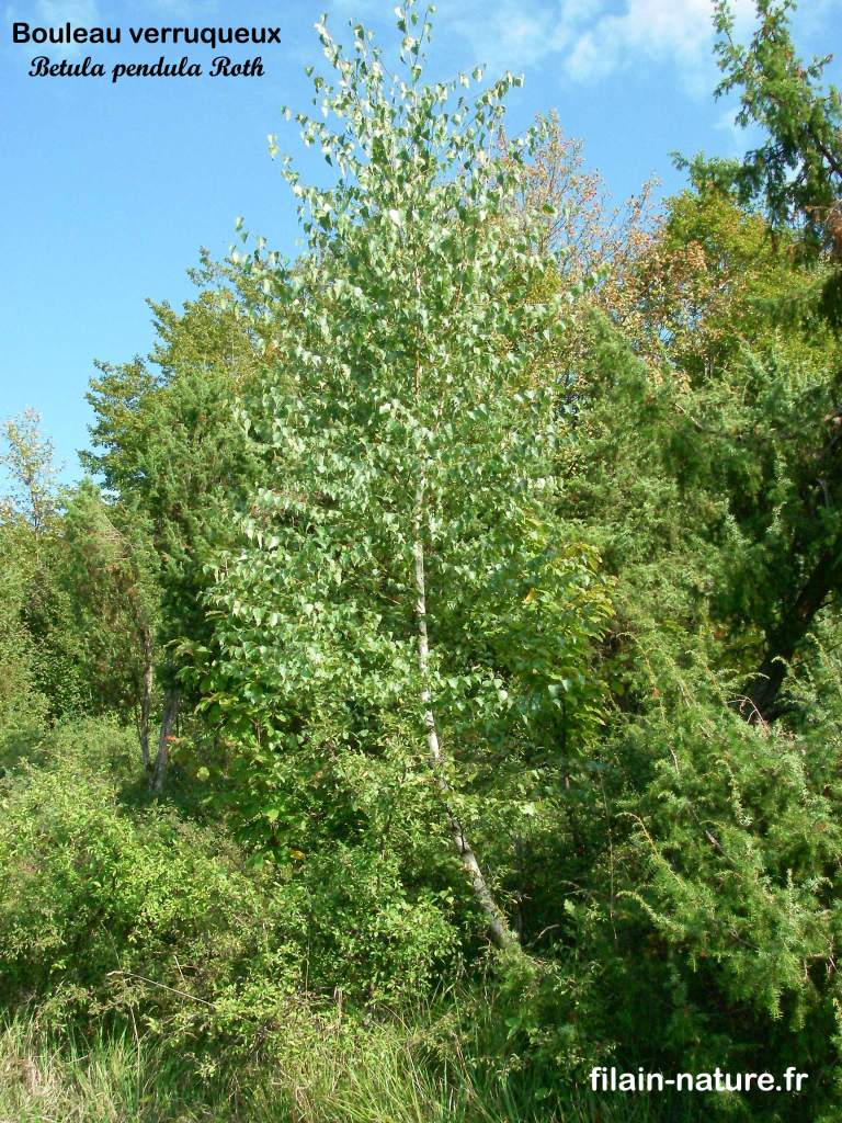 Bouleau verruqueux - Betula pendula Linné - Fontenois-lès-Montbozon (Haute-Saône) Photographie Jean-Noël Latroyes - www.filain-nature.fr